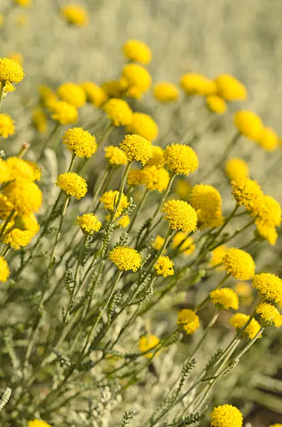 534173 - Graues Heiligenkraut (Santolina chamaecyparissus)