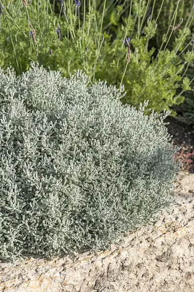 638337 - Graues Heiligenkraut (Santolina chamaecyparissus)