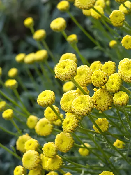 461126 - Graues Heiligenkraut (Santolina chamaecyparissus subsp. insularis)