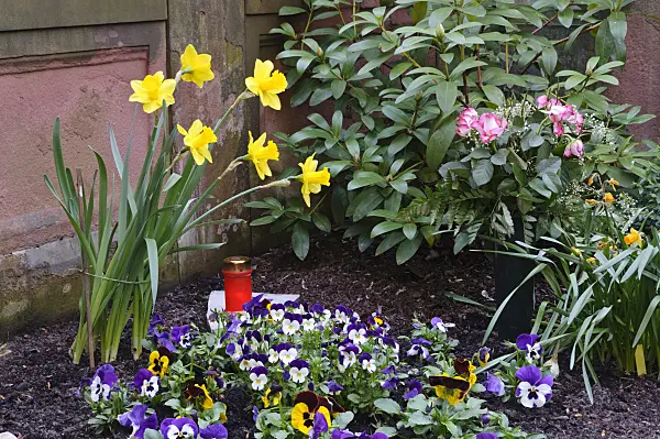 471109 - Grave decoration with daffodils (Narcissus) and violets (Viola)