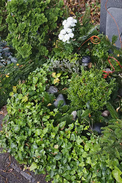 466036 - Grave decoration with evergreen plants