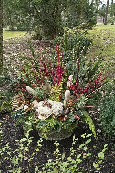 554017 - Grave decoration with fir branches and dyed plant parts