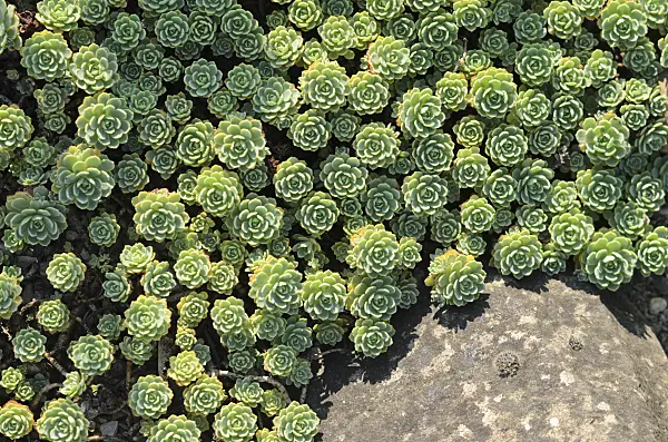 534450 - Gray stonecrop (Sedum pachyclados syn. Rhodiola pachyclados)