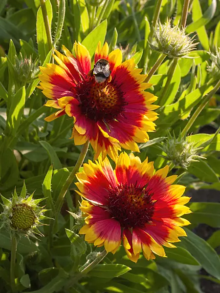 403005 - Great blanket flower (Gaillardia aristata)