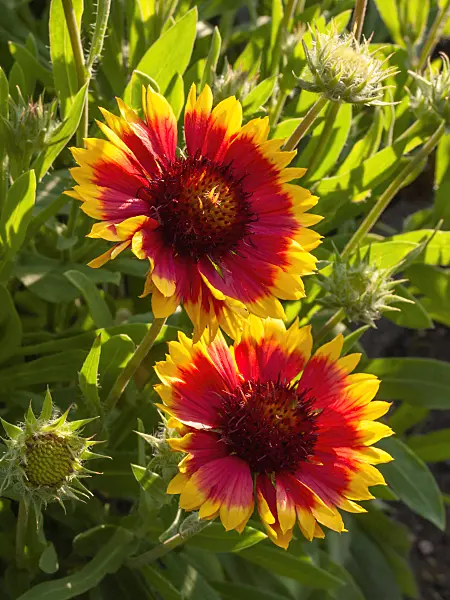 403006 - Great blanket flower (Gaillardia aristata)