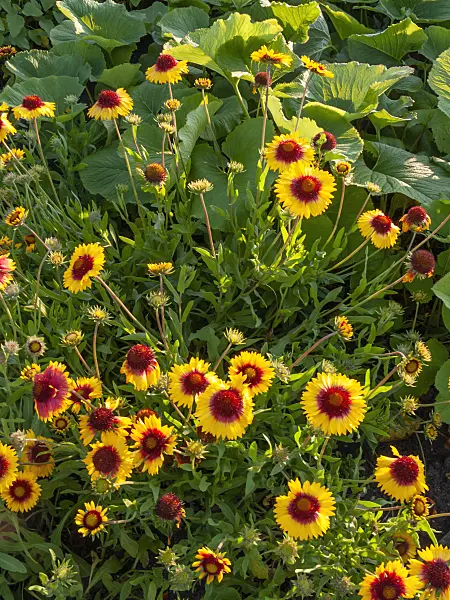 415002 - Great blanket flower (Gaillardia aristata)