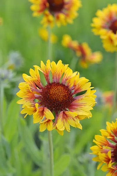 473316 - Great blanket flower (Gaillardia aristata)