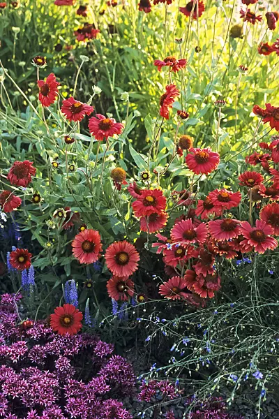 380036 - Great blanket flower (Gaillardia aristata 'Burgunder')