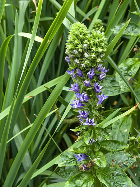 463016 - Great blue lobelia (Lobelia siphilitica)