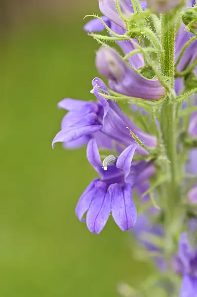 486154 - Great blue lobelia (Lobelia siphilitica)
