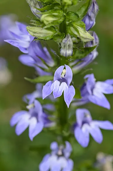 523098 - Great blue lobelia (Lobelia siphilitica)