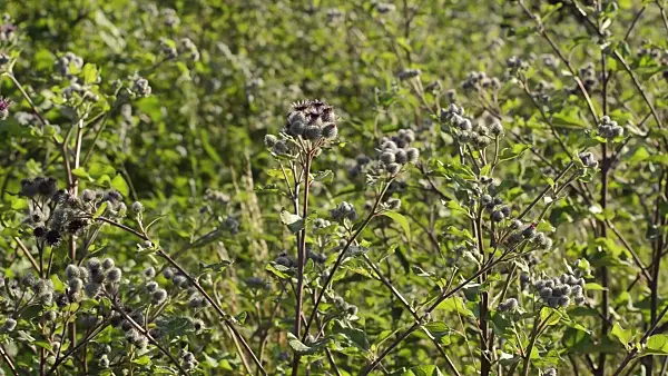 510137 - Great burdock (Arctium lappa)