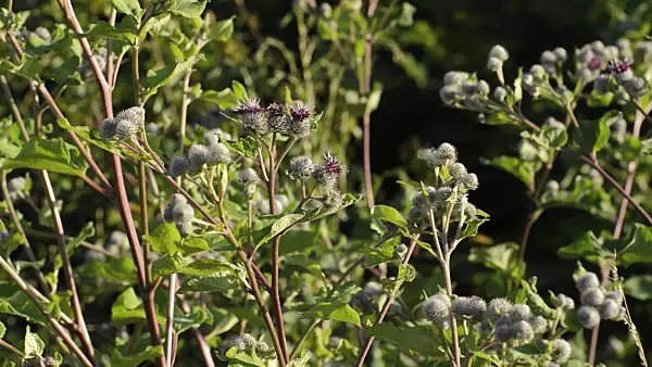 510138 - Great burdock (Arctium lappa)
