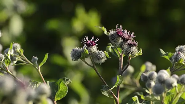 510139 - Great burdock (Arctium lappa)