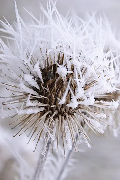 465079 - Great burdock (Arctium lappa) with hoar frost