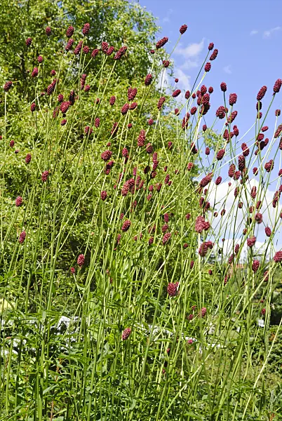 500204 - Great burnet (Sanguisorba officinalis)