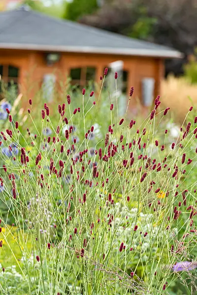 664424 - Great burnet (Sanguisorba officinalis 'Tanna')