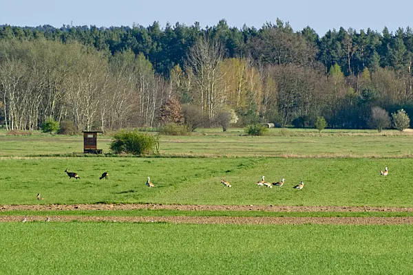 555089 - Great bustards (Otis tarda) and roe deers (Capreolus capreolus), Brandenburg, Germany