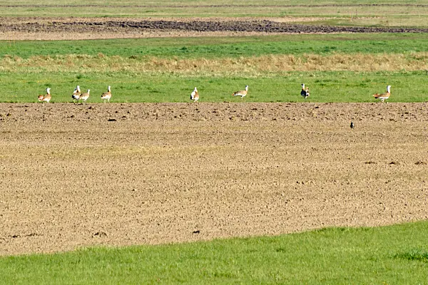 555088 - Great bustards (Otis tarda), Brandenburg, Germany