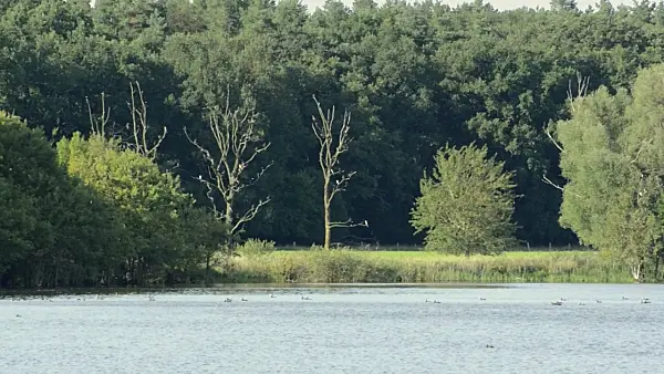 498327 - Great cormorants (Phalacrocorax carbo) at Lake Warnker See, Müritz National Park, Germany