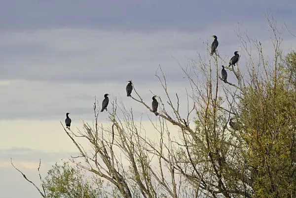 524216 - Great cormorants (Phalacrocorax carbo) in a dead tree, Lower Oder Valley National Park, Germany