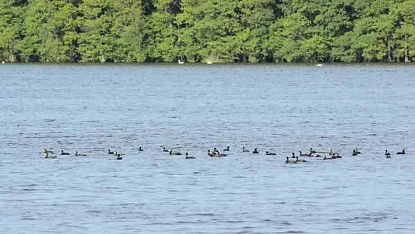 498328 - Great cormorants (Phalacrocorax carbo) on Lake Warnker See, Müritz National Park, Germany
