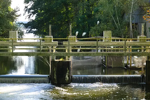 670002 - Great egrets (Casmerodius albus) at a weir, Brandenburg, Germany
