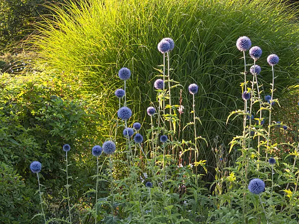 415063 - Great globe thistle (Echinops sphaerocephalus)