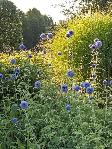 415064 - Great globe thistle (Echinops sphaerocephalus)