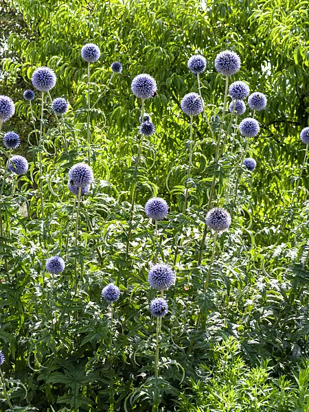 427246 - Great globe thistle (Echinops sphaerocephalus)