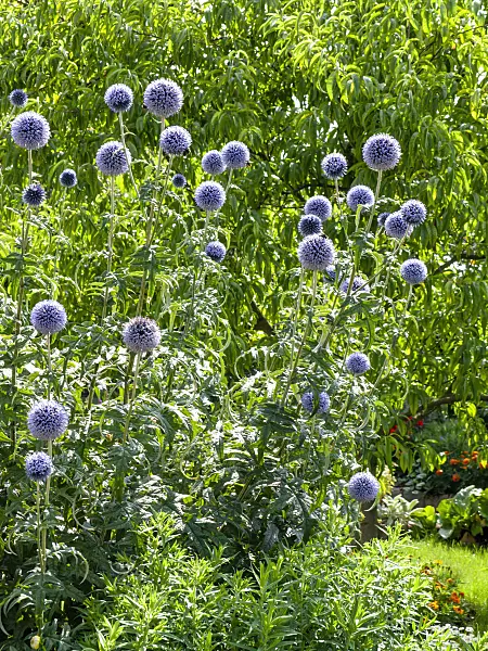 427247 - Great globe thistle (Echinops sphaerocephalus)