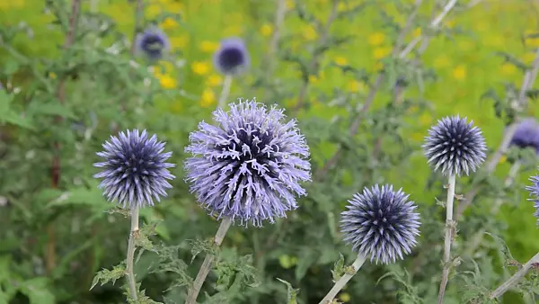 498286 - Great globe thistle (Echinops sphaerocephalus)