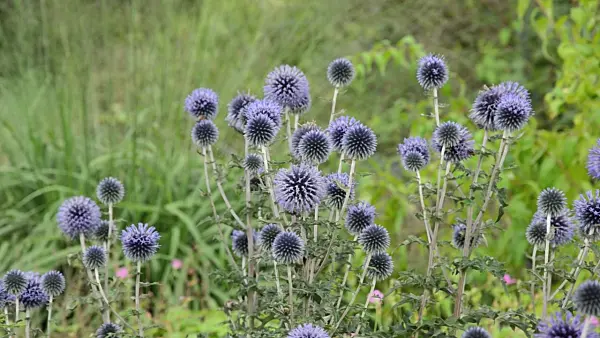 498287 - Great globe thistle (Echinops sphaerocephalus)