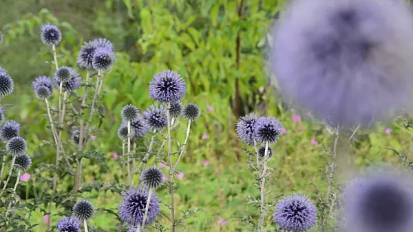 498288 - Great globe thistle (Echinops sphaerocephalus)