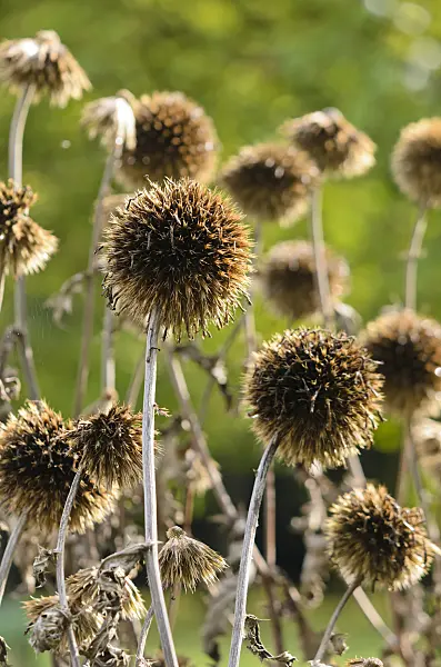 549061 - Great globe thistle (Echinops sphaerocephalus)