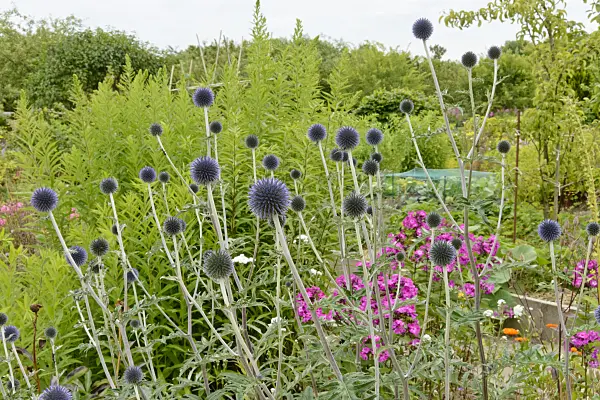 558276 - Great globe thistle (Echinops sphaerocephalus)