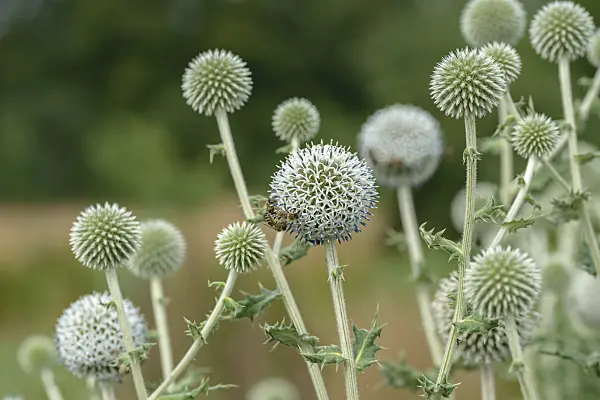 575090 - Great globe thistle (Echinops sphaerocephalus)