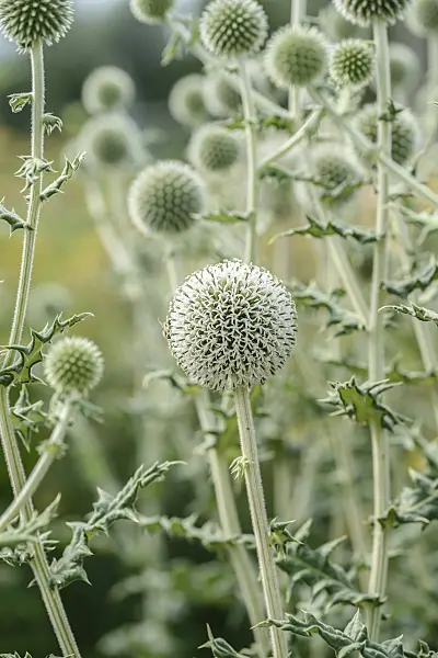 575091 - Great globe thistle (Echinops sphaerocephalus)