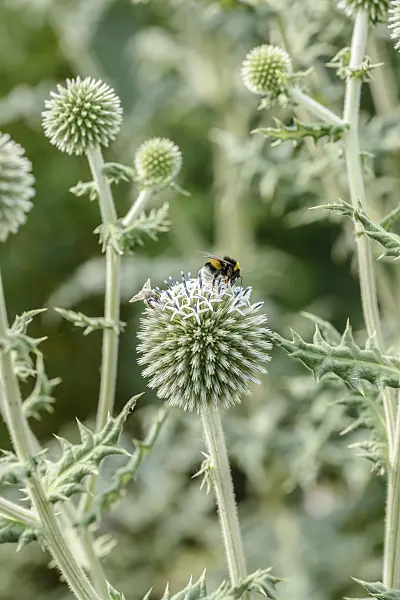 575092 - Great globe thistle (Echinops sphaerocephalus)