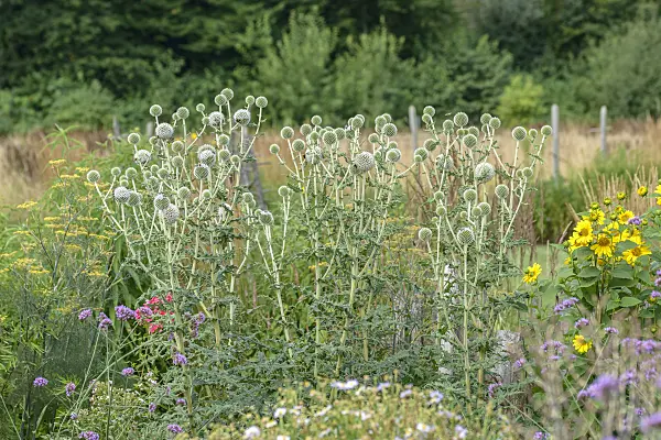 575093 - Great globe thistle (Echinops sphaerocephalus)