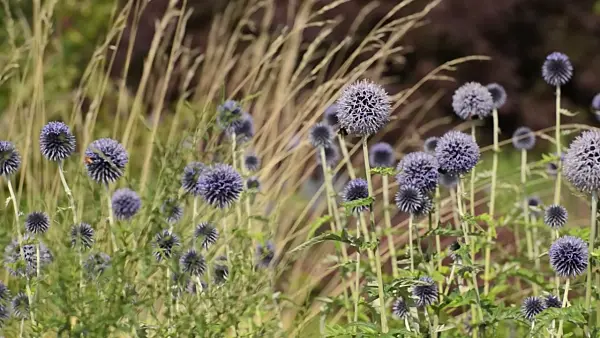 498153 - Great globe thistle (Echinops sphaerocephalus) and bumble bees (Bombus)