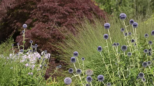 498154 - Great globe thistle (Echinops sphaerocephalus) and bumble bees (Bombus)