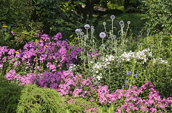 570092 - Great globe thistle (Echinops sphaerocephalus) and garden phlox (Phlox paniculata)