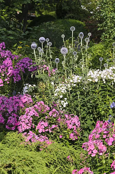 570093 - Great globe thistle (Echinops sphaerocephalus) and garden phlox (Phlox paniculata)