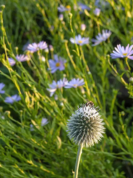 450074 - Great globe thistle (Echinops sphaerocephalus) and Tartarian aster (Aster tataricus)