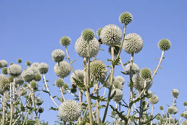 475040 - Great globe thistle (Echinops sphaerocephalus 'Arctic Glow')