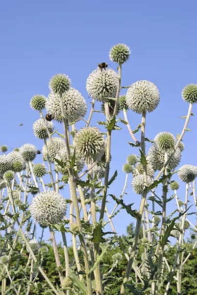 475041 - Great globe thistle (Echinops sphaerocephalus 'Arctic Glow')