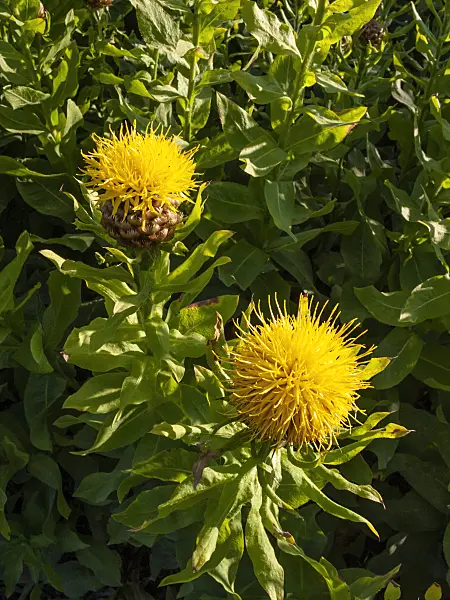 415013 - Great golden knapweed (Centaurea macrocephala)