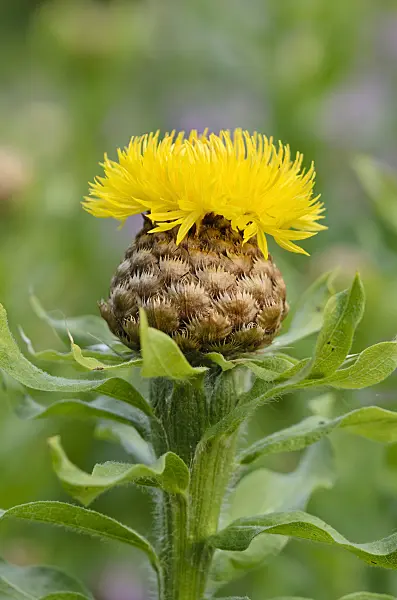 521099 - Great golden knapweed (Centaurea macrocephala)