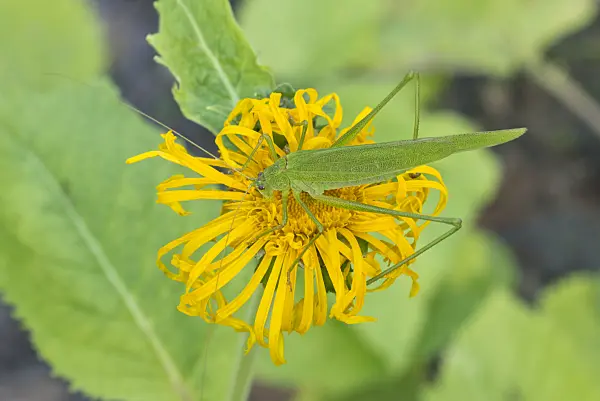 561044 - Great green grasshopper (Tettigonia viridissima) and Telekia speciosa